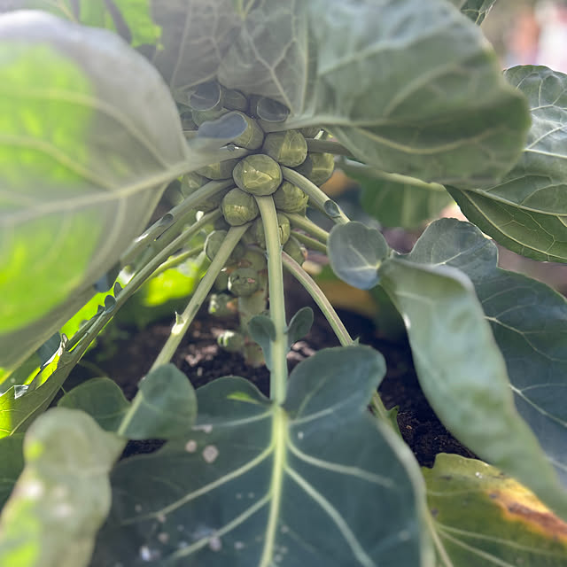 botanさんの部屋