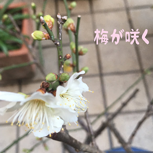 happy-sachiさんの実例写真