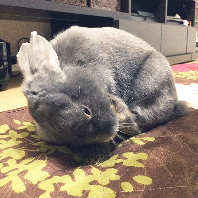 meeeeeeeeeiさんの実例写真