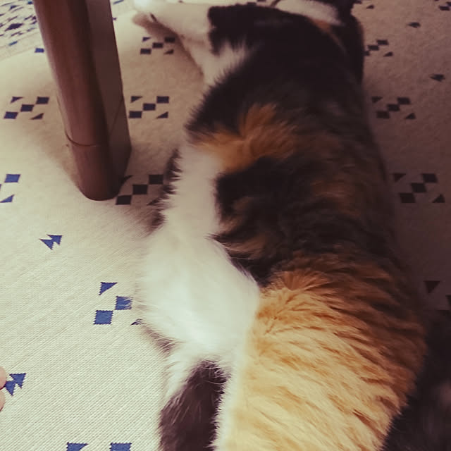 honey_beemtさんの実例写真