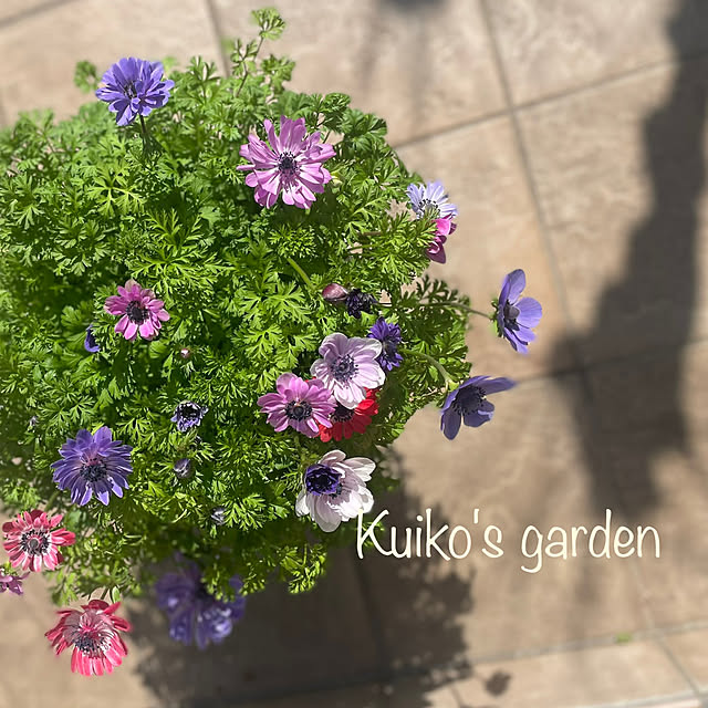 kuikoさんの実例写真