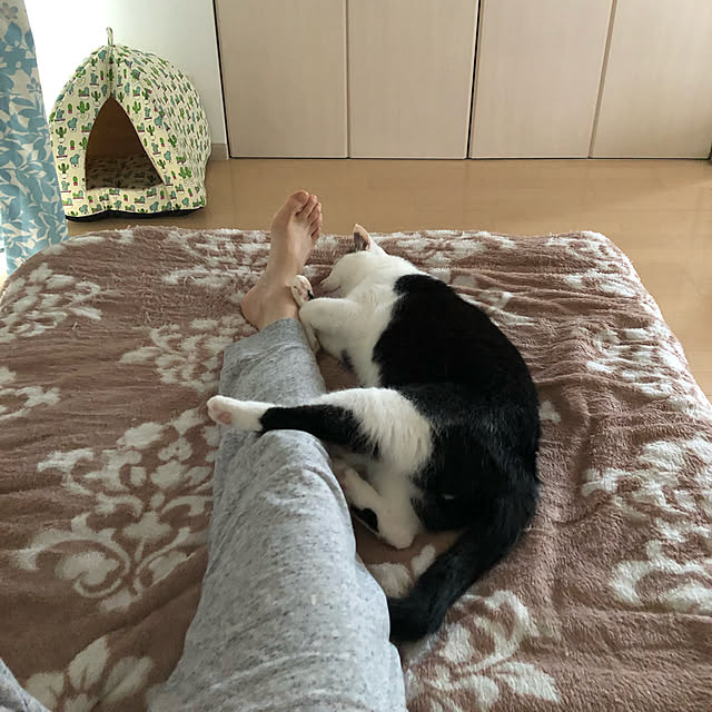 コメントお構いなく(〃_ _)♡/ねこと暮らす。/ナチュラル/かめらまーく消し/譲渡会保護猫...などのインテリア実例 - 2021-08-07 14:07:16