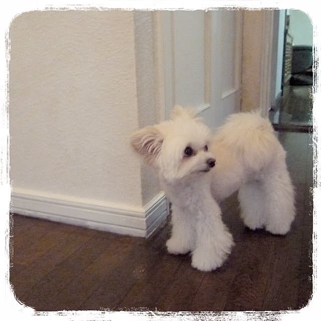 ksyanさんの実例写真