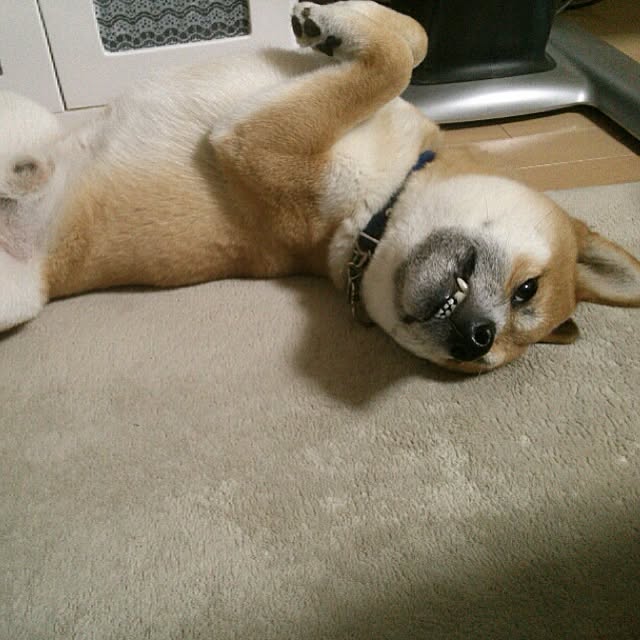 kotaさんの実例写真