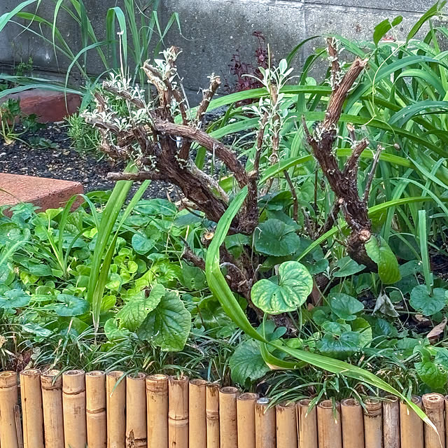 faunさんの部屋