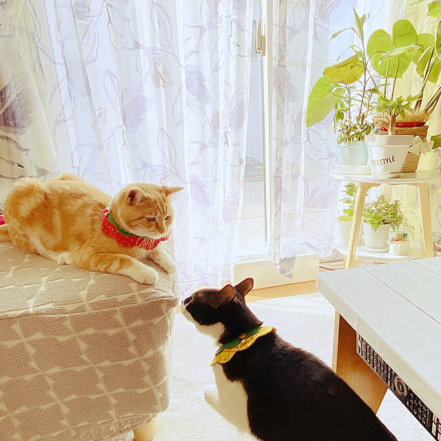 moolさんの実例写真