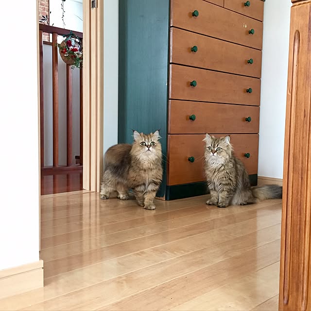 butachanさんの実例写真