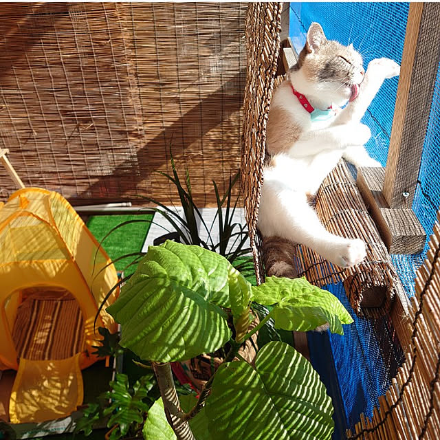 fukuさんの実例写真