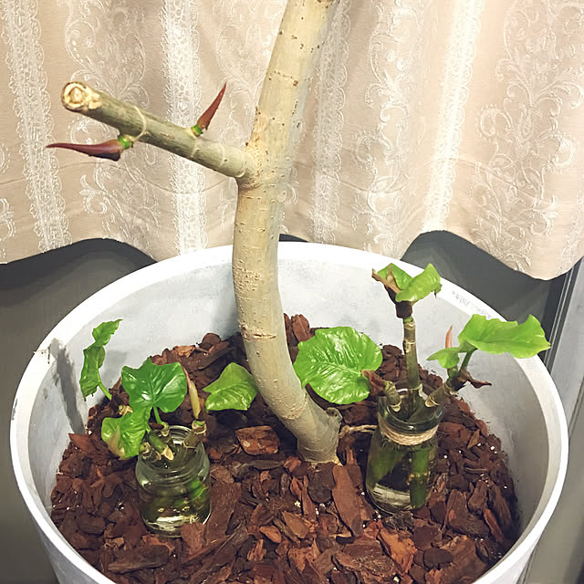 Sakura_hanaさんの実例写真