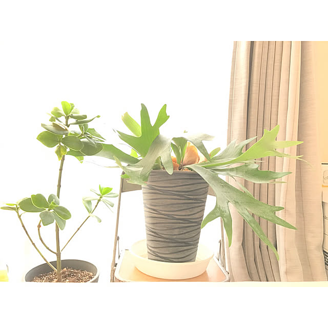 SARON_TSUBAKIさんの実例写真