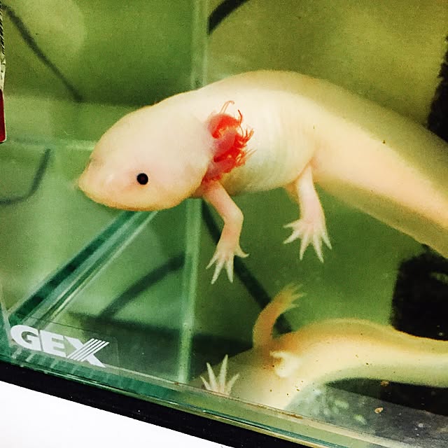 harukaさんの実例写真
