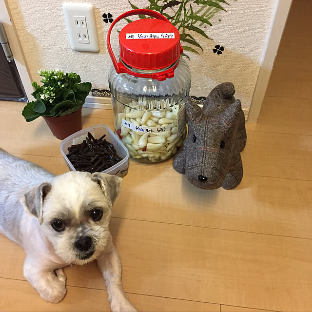 emiさんの実例写真