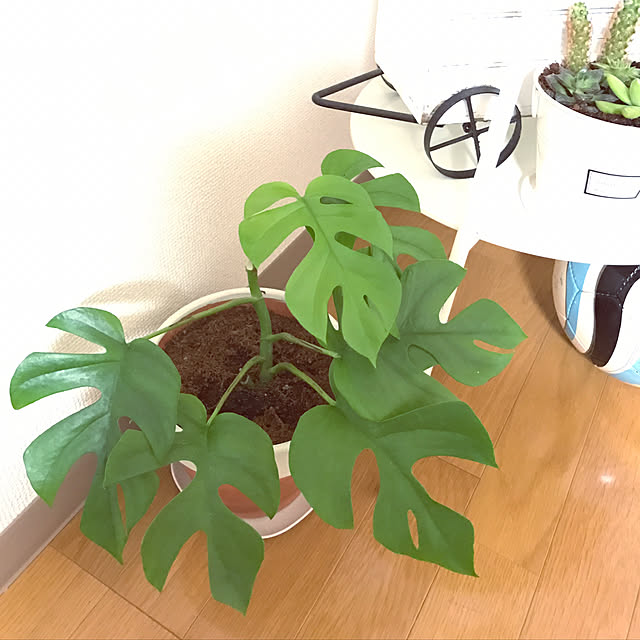kokoyuさんの実例写真