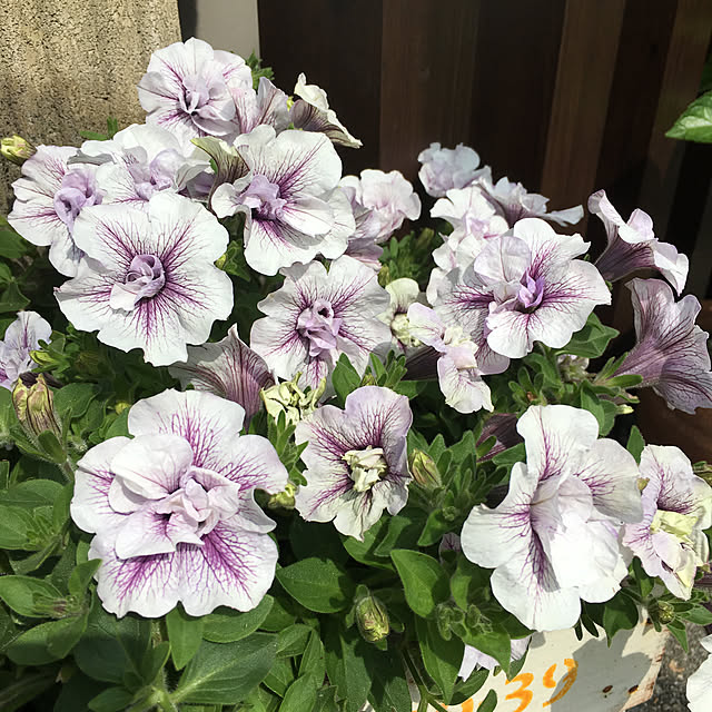 furu.さんの実例写真