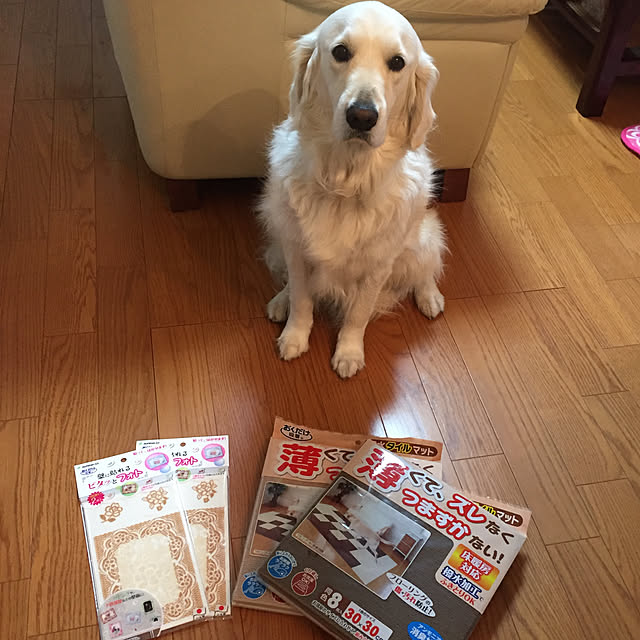 angeさんの実例写真