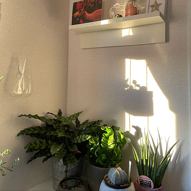 asu_さんの実例写真