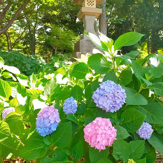 ayaさんの実例写真