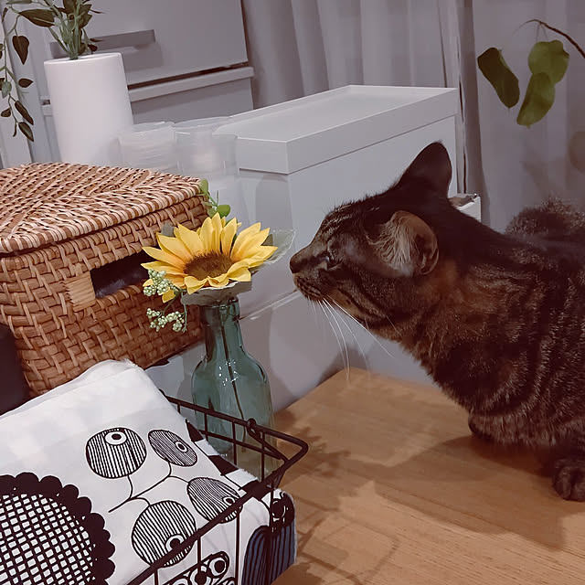 hihaさんの実例写真