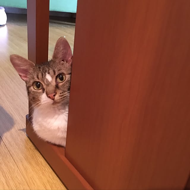 anemone7_7さんの実例写真