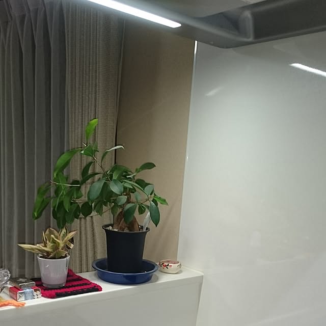 キッチン/植物のインテリア実例 - 2017-06-06 19:58:48