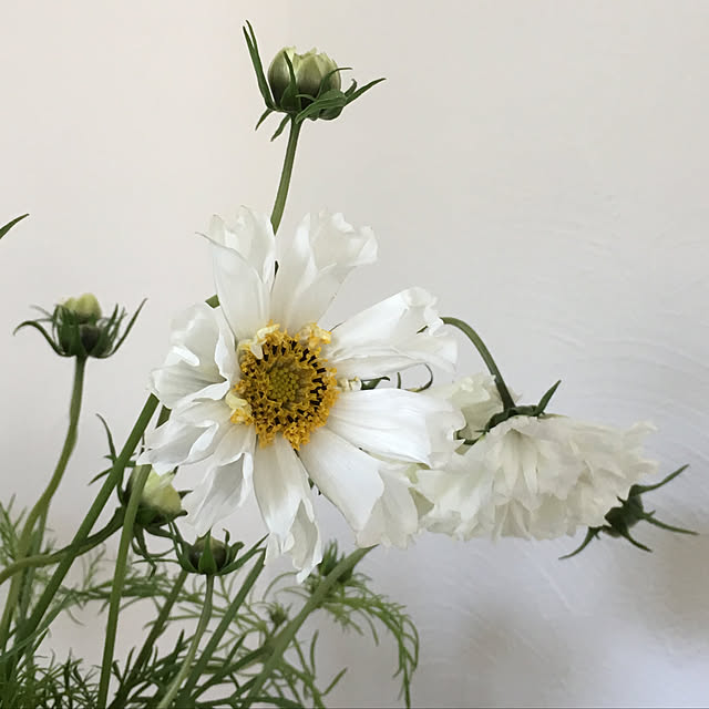 niikoさんの実例写真