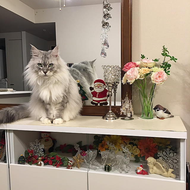 Chitoseさんの実例写真