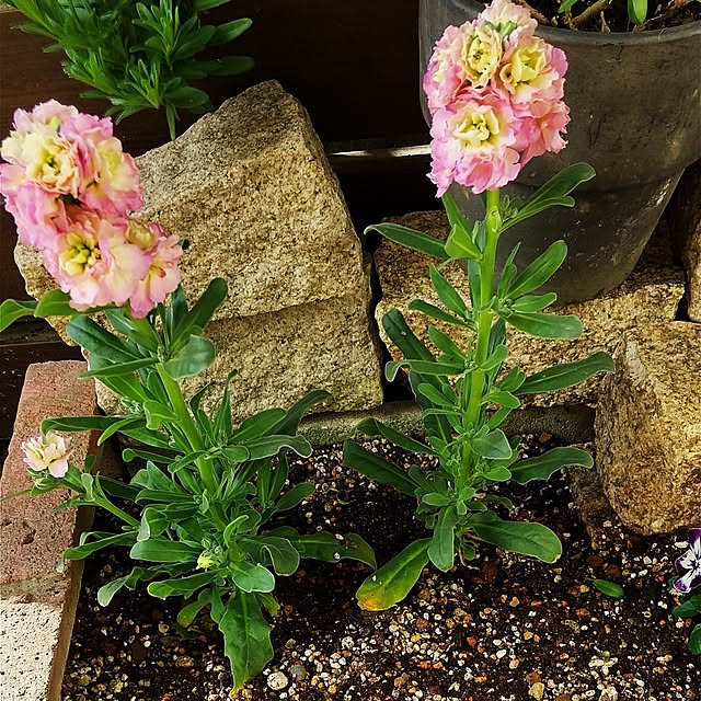 hanano087さんの実例写真