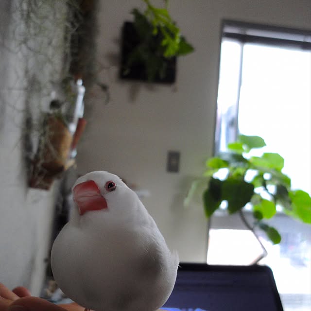 koHakuさんの実例写真