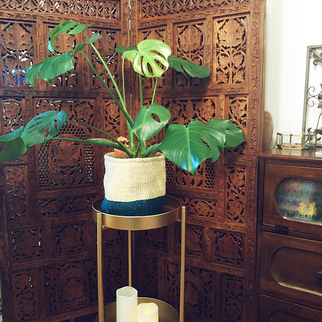 部屋全体/観葉植物のインテリア実例 - 2020-11-06 14:07:55