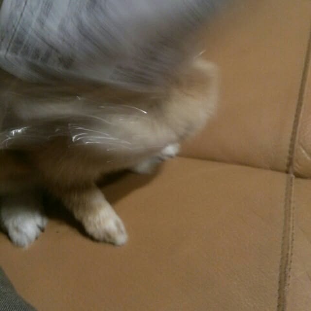 acaさんの実例写真