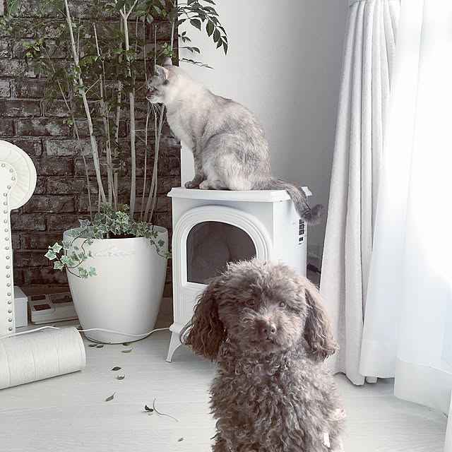 noelさんの実例写真