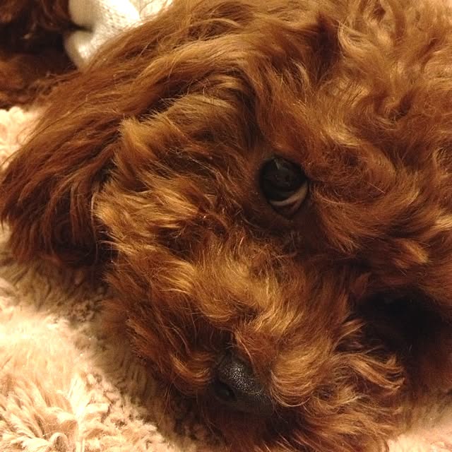 cocoさんの実例写真
