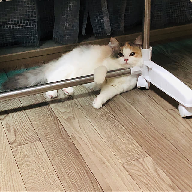 sayaoさんの実例写真