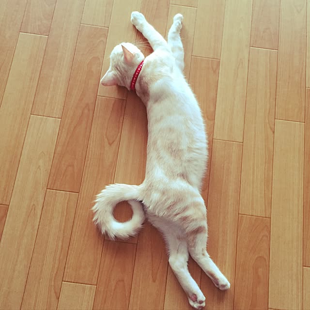 hiyupan88さんの実例写真