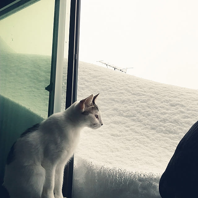 Mikaさんの実例写真