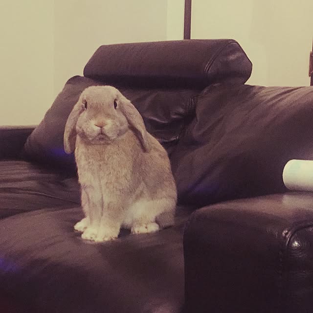 TOTOさんの実例写真