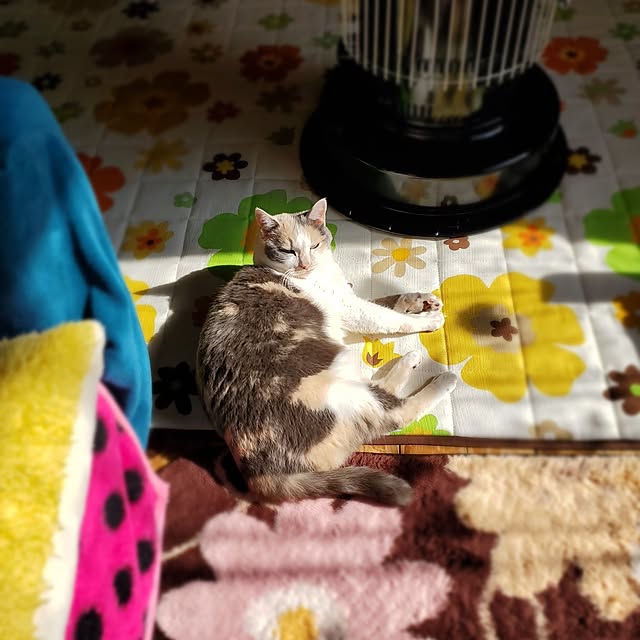 kumutanさんの実例写真