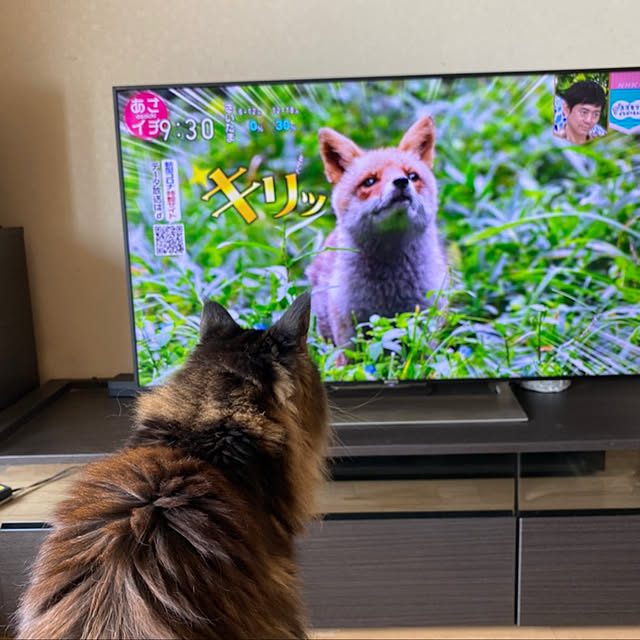 机のインテリア実例 - 2020-06-19 21:06:19