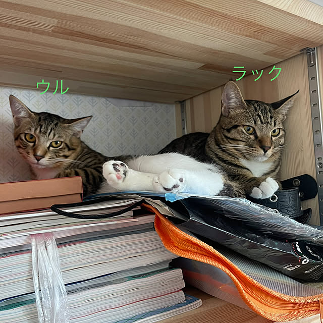 manekinekoさんの実例写真