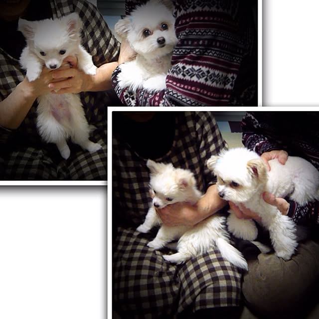 ksyanさんの実例写真