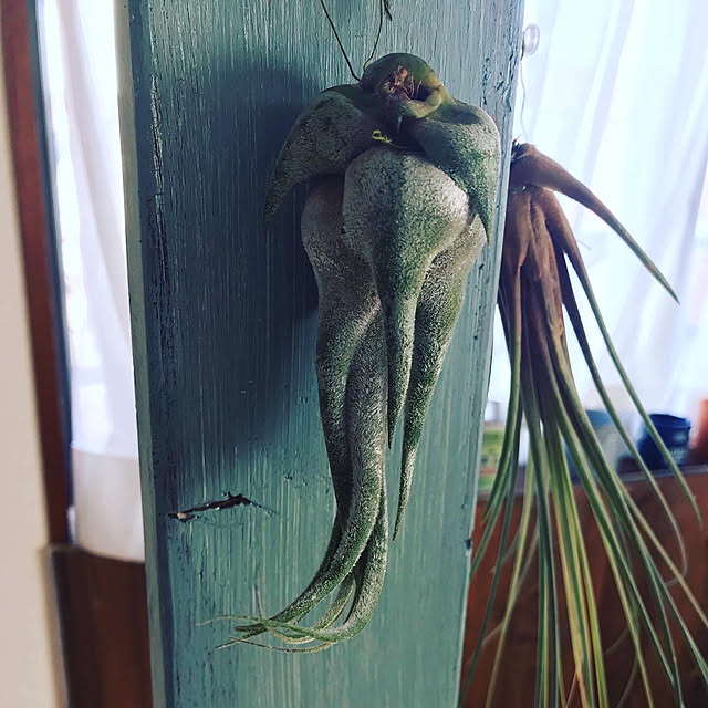 dai.1173さんの実例写真