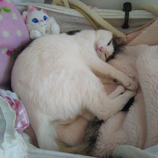 sakuraさんの実例写真