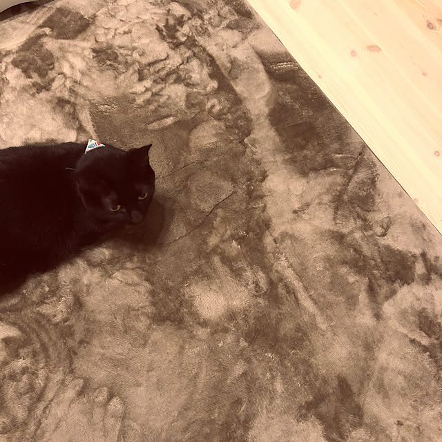 necocoさんの実例写真