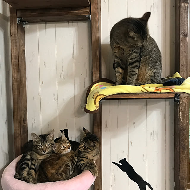 pepeさんの実例写真