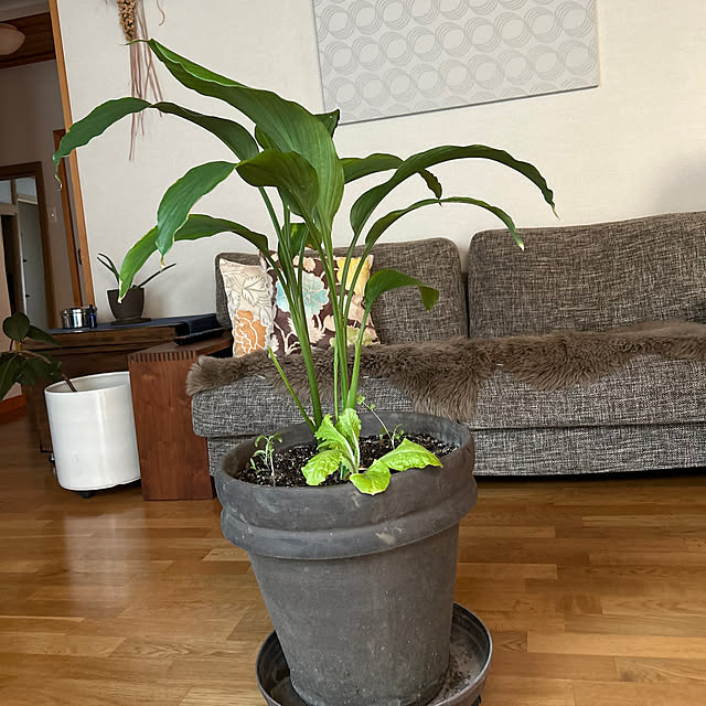 botanさんの実例写真