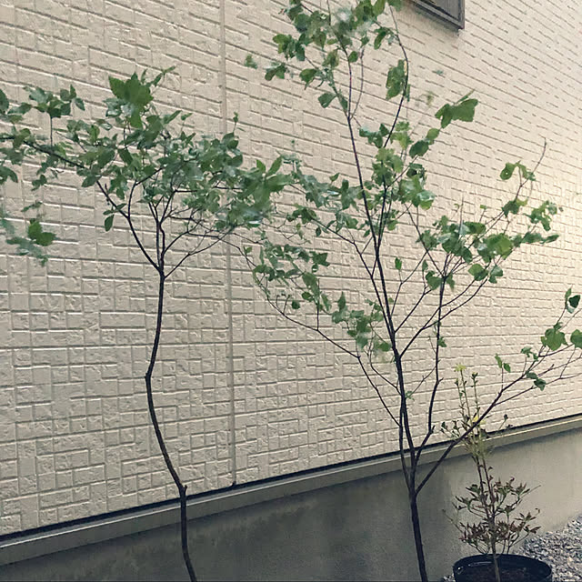yuyuさんの実例写真