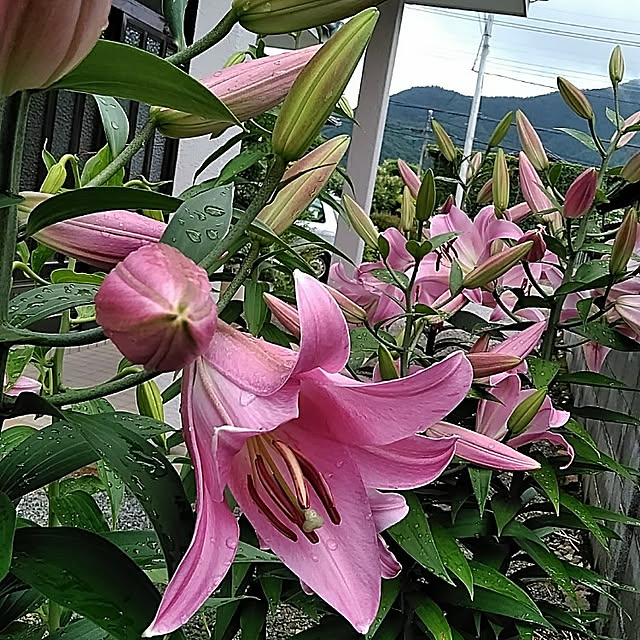 hiroさんの実例写真