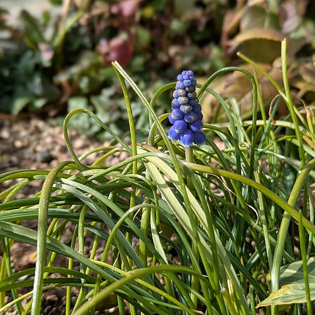 naoさんの実例写真