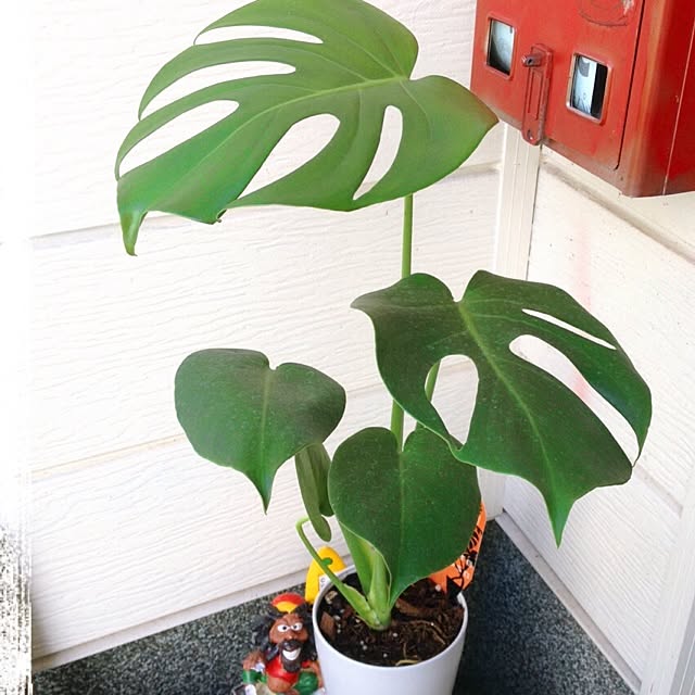 玄関/入り口/植物のインテリア実例 - 2013-09-29 10:34:28