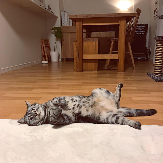 hiyupan88さんの実例写真